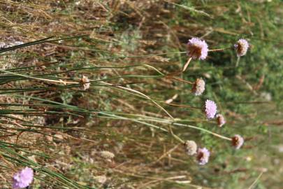 Fotografia da espécie Armeria beirana