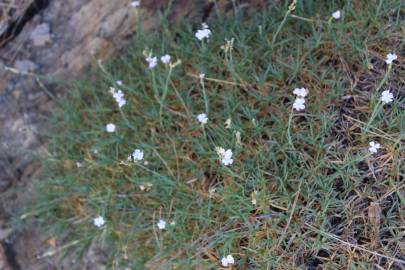 Fotografia da espécie Dianthus pungens subesp. hispanicus