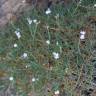 Fotografia 8 da espécie Dianthus pungens subesp. hispanicus do Jardim Botânico UTAD