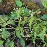 Fotografia 7 da espécie Galinsoga ciliata do Jardim Botânico UTAD