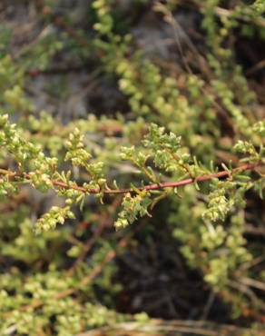Fotografia 6 da espécie Artemisia campestris subesp. maritima no Jardim Botânico UTAD