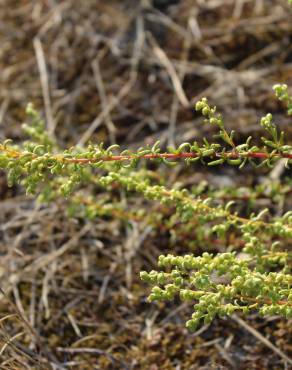Fotografia 8 da espécie Artemisia campestris subesp. maritima no Jardim Botânico UTAD