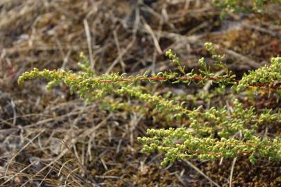 Fotografia da espécie Artemisia campestris subesp. maritima