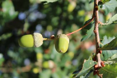 Fotografia da espécie Quercus robur