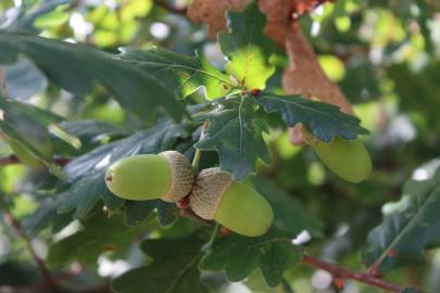 Fotografia da espécie Quercus robur