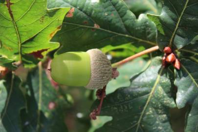 Fotografia da espécie Quercus robur