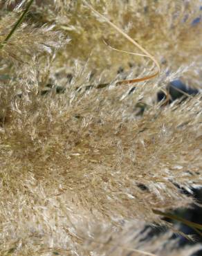 Fotografia 12 da espécie Cortaderia selloana no Jardim Botânico UTAD