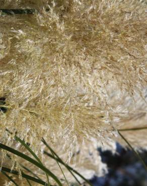 Fotografia 13 da espécie Cortaderia selloana no Jardim Botânico UTAD