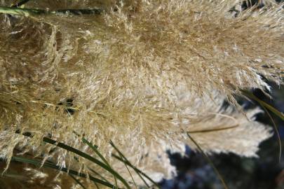 Fotografia da espécie Cortaderia selloana