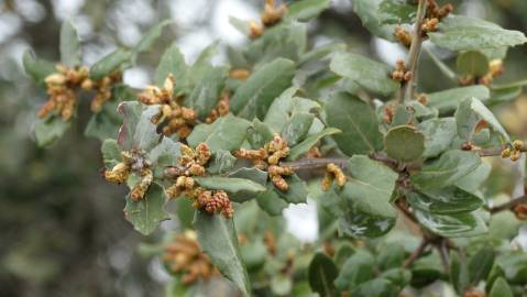 Fotografia da espécie Quercus coccifera