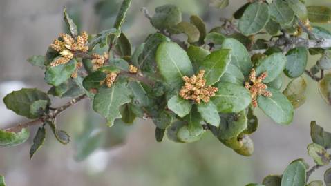 Fotografia da espécie Quercus coccifera