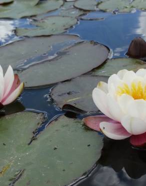 Fotografia 17 da espécie Nymphaea alba no Jardim Botânico UTAD