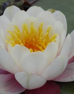 Fotografia 19 da espécie Nymphaea alba no Jardim Botânico UTAD