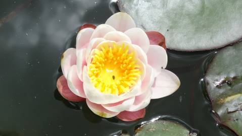 Fotografia da espécie Nymphaea alba