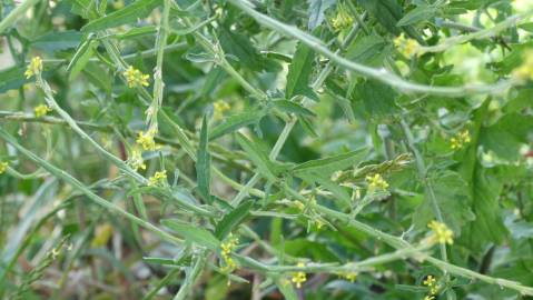 Fotografia da espécie Sisymbrium officinale