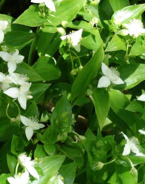 Fotografia 15 da espécie Tradescantia fluminensis no Jardim Botânico UTAD