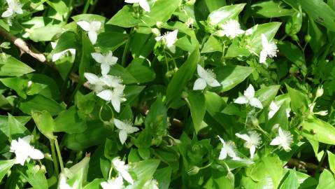 Fotografia da espécie Tradescantia fluminensis