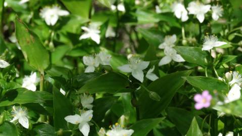 Fotografia da espécie Tradescantia fluminensis