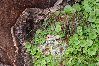 Fotografia da espécie Umbilicus rupestris