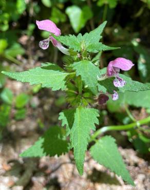 Fotografia 19 da espécie Lamium maculatum no Jardim Botânico UTAD