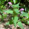 Fotografia 19 da espécie Lamium maculatum do Jardim Botânico UTAD