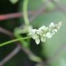 Fotografia 11 da espécie Fallopia convolvulus do Jardim Botânico UTAD