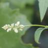 Fotografia 12 da espécie Fallopia convolvulus do Jardim Botânico UTAD