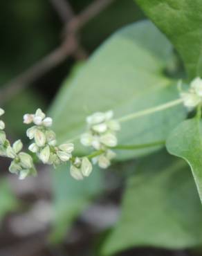 Fotografia 14 da espécie Fallopia convolvulus no Jardim Botânico UTAD