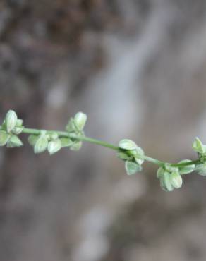 Fotografia 16 da espécie Fallopia convolvulus no Jardim Botânico UTAD