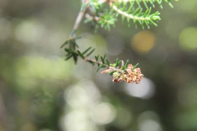 Fotografia da espécie Erica scoparia subesp. scoparia