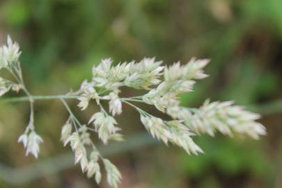 Fotografia da espécie Holcus lanatus