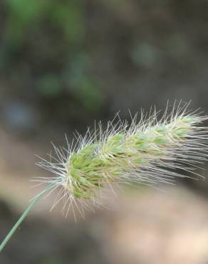 Fotografia 13 da espécie Cynosurus echinatus no Jardim Botânico UTAD