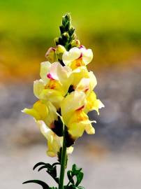 Fotografia da espécie Antirrhinum majus