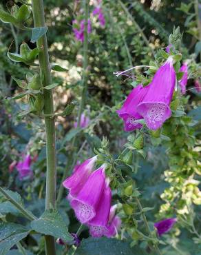 Fotografia 18 da espécie Digitalis purpurea subesp. purpurea no Jardim Botânico UTAD