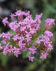 Centranthus lecoqii var. lecoquii