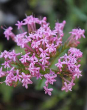 Fotografia 1 da espécie Centranthus lecoqii var. lecoquii no Jardim Botânico UTAD