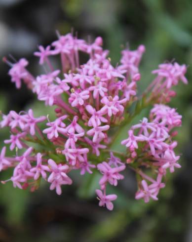 Fotografia de capa Centranthus lecoqii var. lecoquii - do Jardim Botânico