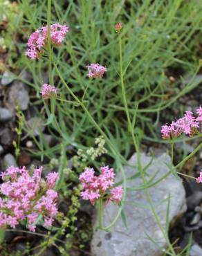 Fotografia 3 da espécie Centranthus lecoqii var. lecoquii no Jardim Botânico UTAD