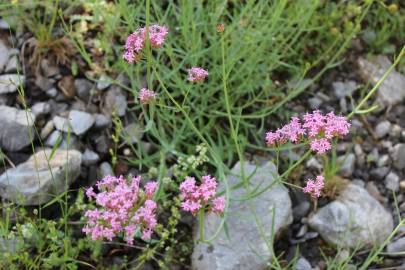 Fotografia da espécie Centranthus lecoqii var. lecoquii
