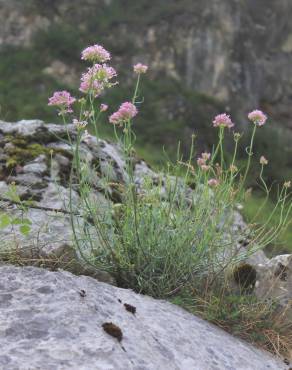 Fotografia 4 da espécie Centranthus lecoqii var. lecoquii no Jardim Botânico UTAD