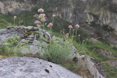 Fotografia da espécie Centranthus lecoqii var. lecoquii