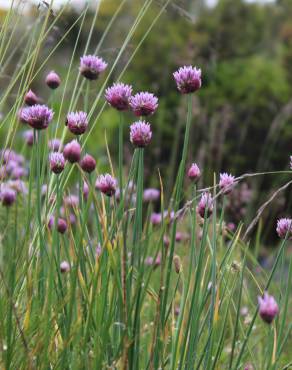 Fotografia 12 da espécie Allium schoenoprasum no Jardim Botânico UTAD