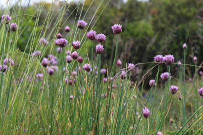 Fotografia da espécie Allium schoenoprasum