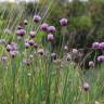Fotografia 12 da espécie Allium schoenoprasum do Jardim Botânico UTAD