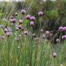 Fotografia 12 da espécie Allium schoenoprasum do Jardim Botânico UTAD