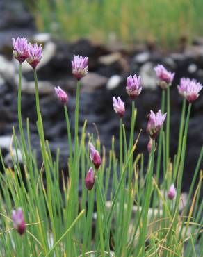 Fotografia 14 da espécie Allium schoenoprasum no Jardim Botânico UTAD