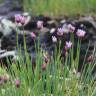 Fotografia 14 da espécie Allium schoenoprasum do Jardim Botânico UTAD