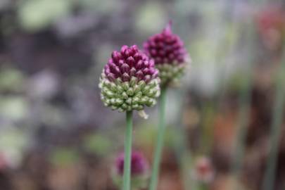 Fotografia da espécie Allium schoenoprasum