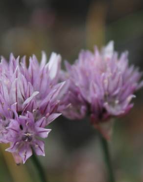 Fotografia 17 da espécie Allium schoenoprasum no Jardim Botânico UTAD