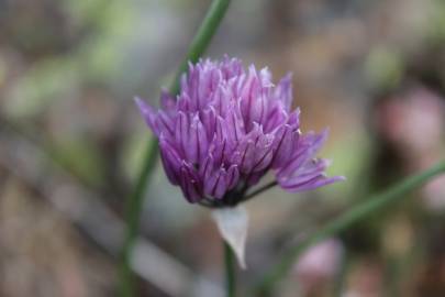 Fotografia da espécie Allium schoenoprasum